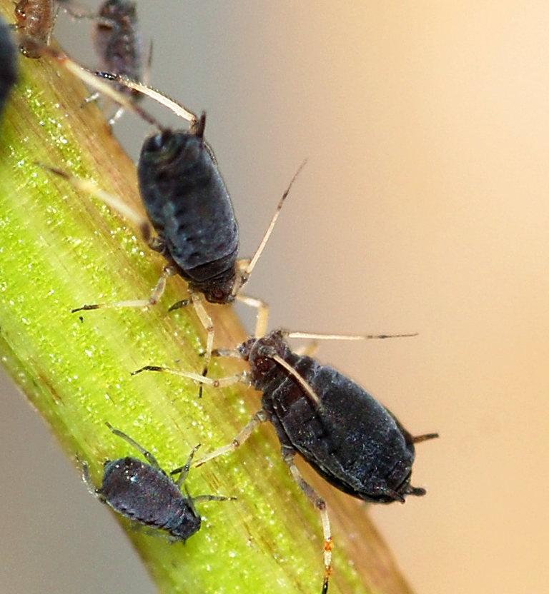 Pest Trouble: Aphids